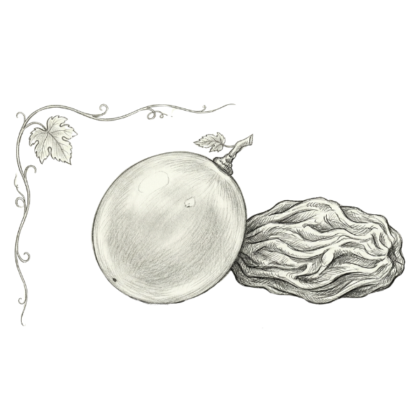 Writers’ Insight: Interview with Audrey Andrade, Winner of The Letter Review Prize for Poetry